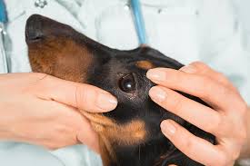 eye injuries in dogs symptoms causes