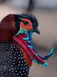 Which bird is called King of birds?