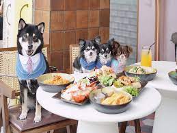 the best dog friendly restaurants and