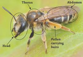 Ohio Bee Identification Guide Ohioline