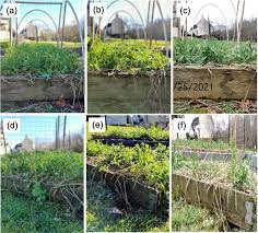 Cover Crops In Raised Beds Home
