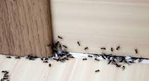 se débarrer des fourmis à la maison