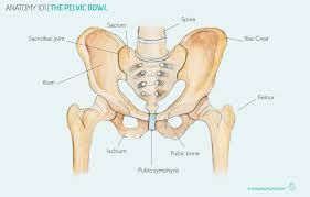 The pelvis is a basin shaped bony structure formed by the combination of two pelvic bones (hip bones or innominate bones) and the sacrum. Anatomy 101 The Pelvic Bowl Yogaru