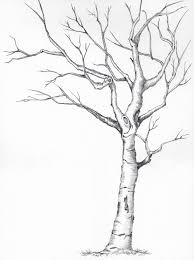 drawing diffe types of trees