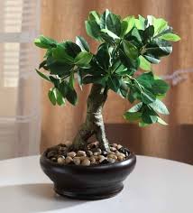 Artificial Plants Buy Plant Home Decor