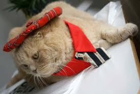Image result for cats wearing fall clothes