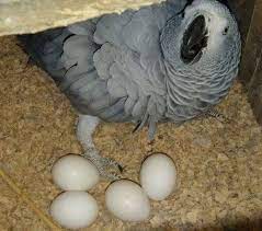 blue gold parrot eggs