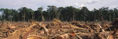 Image result for deforestation