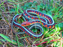 california red sided garter snake