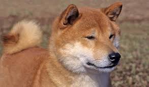 Ensuring good associations and valuable genes necessary for. Shiba Inu Dog Breed Information