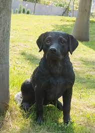 21 Black Lab Statue Ultra Realistic