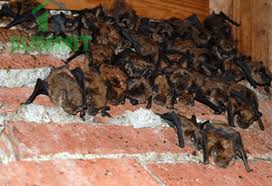 21 random facts about bats