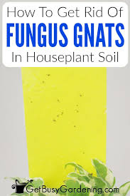 Fungus Gnats In Houseplants Soil