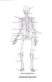 The Human Skeleton All You Need To Know