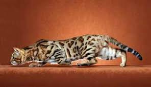 Like many pedigree breeds, bengal cats do have a number of potential health problems to contend with. Mystre S Bengals Cattery Breeder Of Superior Bengal Kittens And Cats In Houston Texas