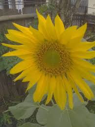 Rumah bunga matahari, yang bernaung di bawah yayasan bunga matahari, berdiri sejak tahun 2005 di bilangan jatinegara jakarta timur. Manfaat Bunga Matahari Home Facebook