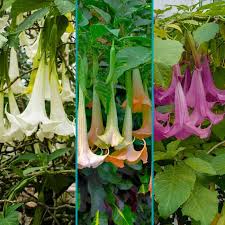There are 210 angel trumpet care for sale on etsy, and they cost $19.10 on average. 3 In 1 Angel Trumpet Trees For Sale Fastgrowingtrees Com