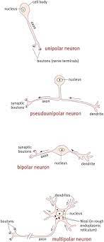 unipolar neuron an overview