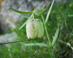 Fritillaria involucrata - Wikipedia