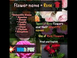 scientificname of rose clification