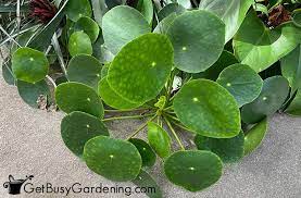 Chinese Money Plant Care How To Grow