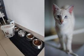 Kita mungkin perlu bantuan dokter hewan untuk menganjurkan resep obat tertentu untuk dikonsumsi oleh kucing kita. Jangan Berkira Bela Kucing Bukan Sekadar Beri Makan Ini 5 Perkara Lain Tak Patut Anda Abaikan I Suke Mstar