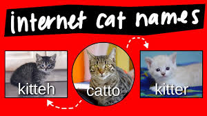 Kitteh Kitter And Catto Internet Names For Cats