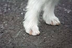 why do my dog s feet smell like fritos