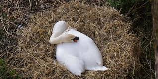7 ways to keep duck bedding dry