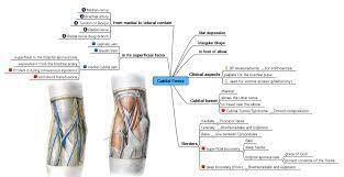 Each artery is a muscular tube lined by smooth tissue and has three layers: Mind Map Wikipedia