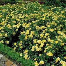 yellow flower carpet rose