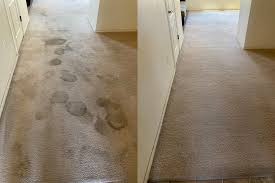 carpet pet urine odor removal junior