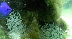 Yellow tail damsel laying eggs? | REEF2REEF Saltwater and Reef Aquarium  Forum
