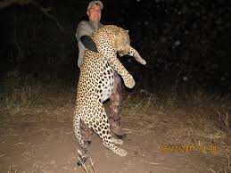 leopard trophy gallery mbalabala safaris