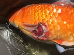 pseudomoniasis in fish