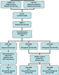 Flow Chart From Germplasm Development By Transformation