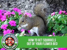 get squirrels out of your flower bed