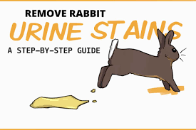 how to clean rabbit urine carpet