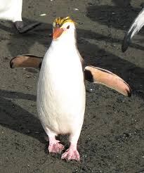 How about several thousand of them in a colony? Royal Penguin Wikipedia