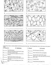 Super convenient online flashcards for studying and checking your answers! 28 Body Tissues Worksheet Answers Free Worksheet Spreadsheet