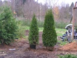 About our leyland cypress trees. Arborvitae What You Need To Know Article