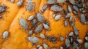 Squash Bugs How To Get Rid Of Squash