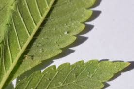 The use of essential oils (like neem) is also a strong organic method for removing spider mites during the flowering stage of your cannabis. Predatory Mites Get Rid Of Spider Mites On Cannabis Organically Mold Resistant Strains