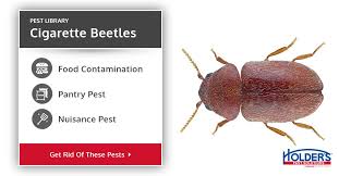 cigarette beetle control types facts