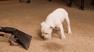 cleaning human urine from carpet