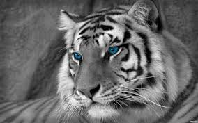 Search free white tiger wallpapers on zedge and personalize your phone to suit you. White Tiger Artistic Wallpaper 1920x1200 14549