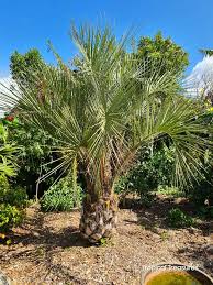 30 Palm Trees For Your Garden Creating