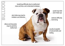 The bulldog is the archetypal english dog, and is often used as a mascot or national symbol for and however, due to the relatively large range of significant health problems that bulldogs can suffer. History Of The Bulldog Hoosier Bulldog Rescue