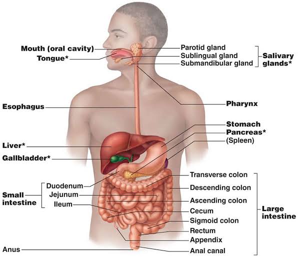 THE ALIMENTARY CANAL AND DIGESTION OF FOOD IN MAN