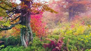 beautiful early morning forest scenery